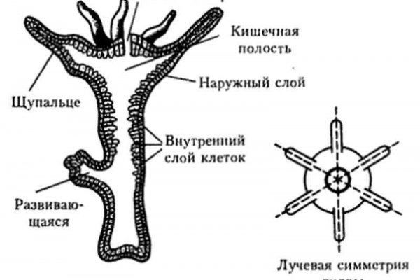 Kra30.cc