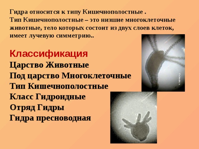 Кракен даркнет зеркало пв
